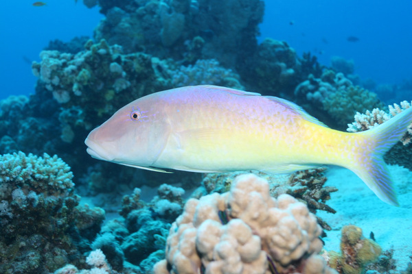 Goatfish - Yellowsaddle Goatfish