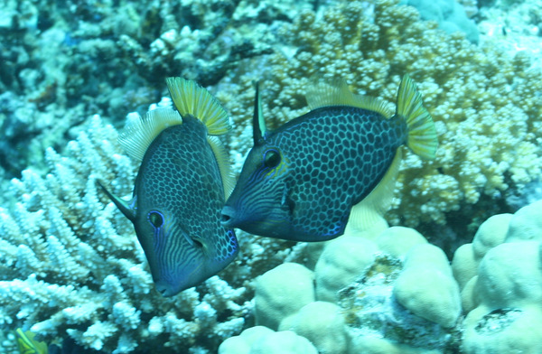 Filefish - Honeycomb filefish