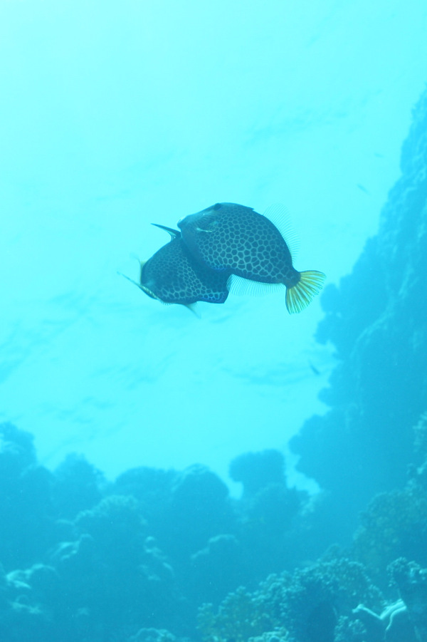 Filefish - Honeycomb filefish