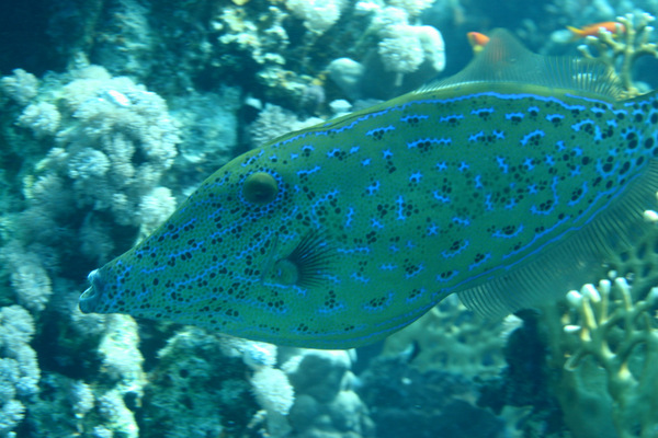 Filefish - Scrawled Filefish