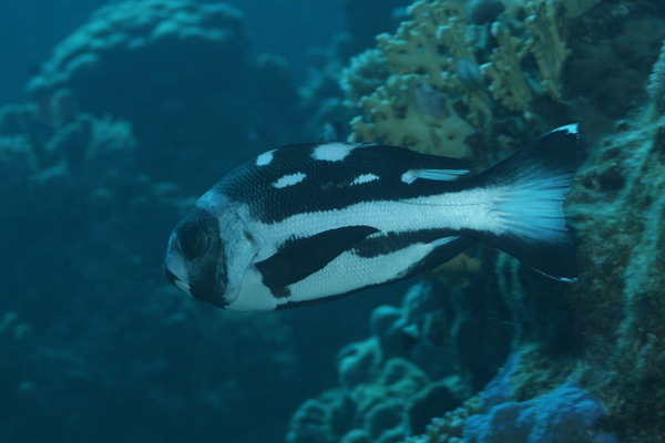 Snappers - Black Snapper