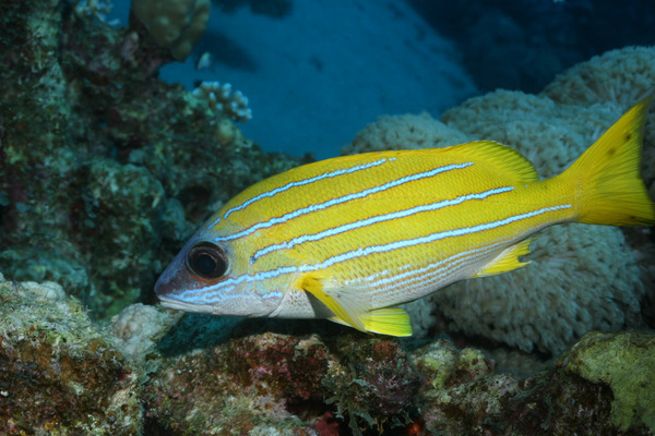 Snappers - Bluelined Snapper