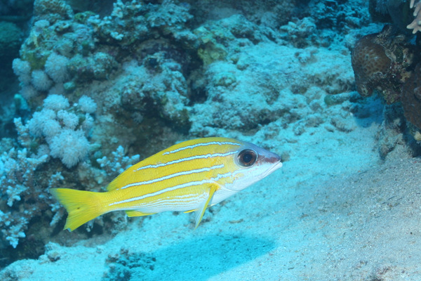 Snappers - Bluelined Snapper