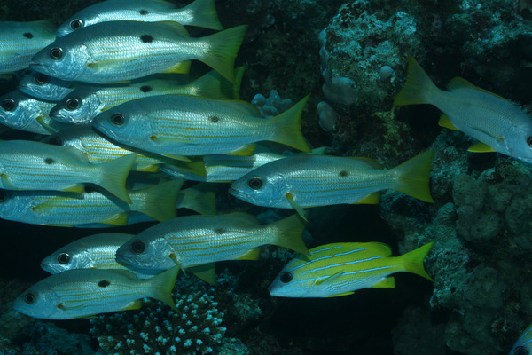 Snappers - Ehrenberg's Snapper