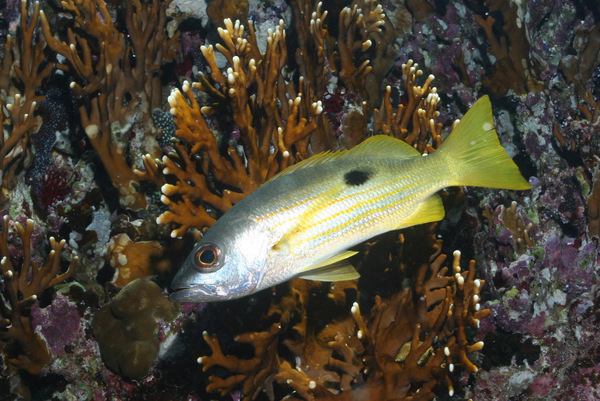 Snappers - Ehrenberg's Snapper Snappers - Ehrenberg's Snapper