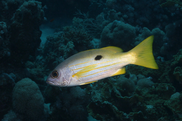 Snappers - Ehrenberg's Snapper Snappers - Ehrenberg's Snapper