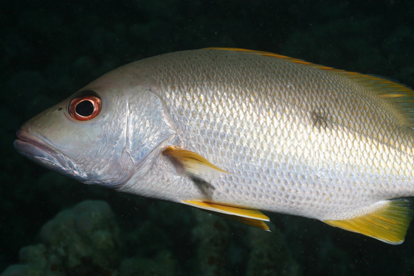 Snappers - One-spot Snapper