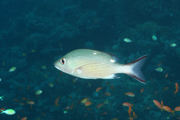 Snappers - Twinspot Snapper