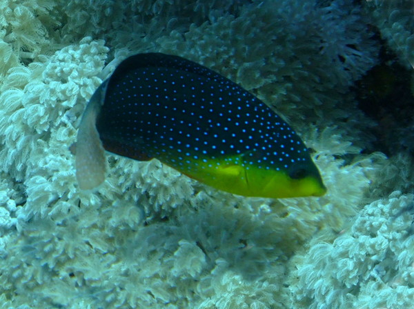 Wrasse - Twist's Wrasse