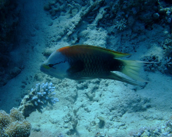 Wrasse - Slingjaw Wrasse