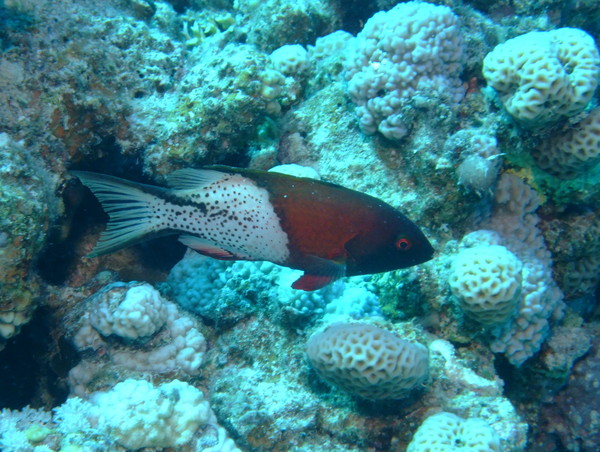 Hogfish - Lyretail Hogfish Hogfish - Lyretail Hogfish