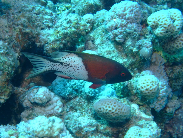 Hogfish - Lyretail Hogfish