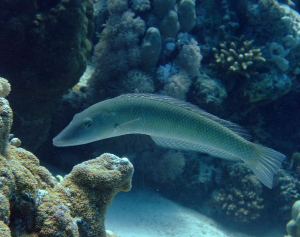 Wrasse - Cigar Wrasse