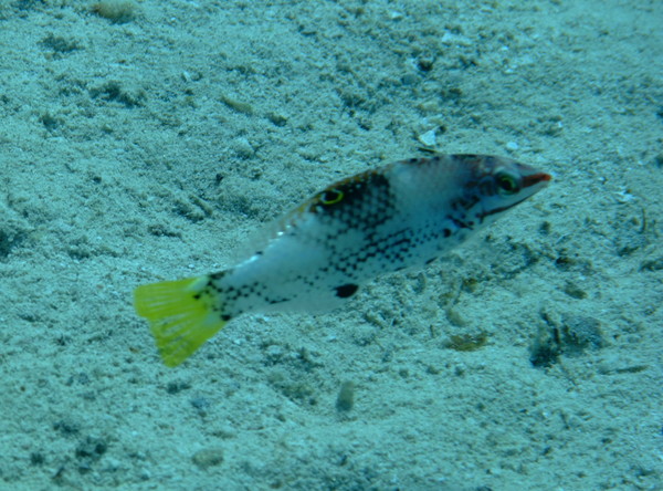 Checkerboard Wrasse - Halichoeres hortulanus