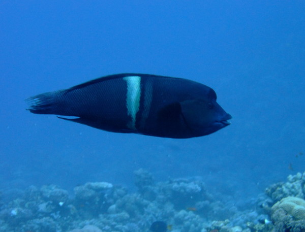 Wrasse - Clown Coris Wrasse