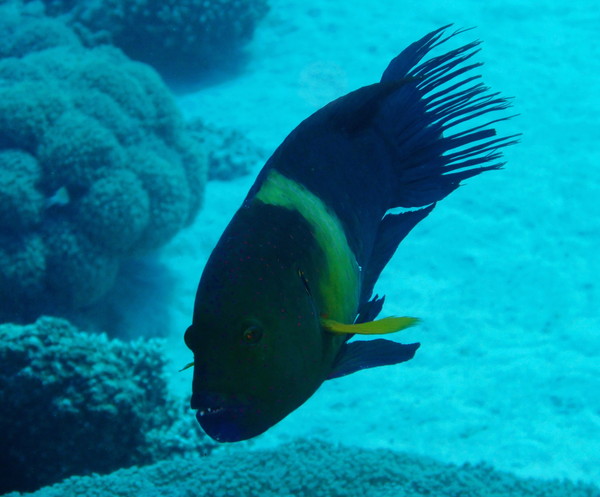 Wrasse - Broomtail Wrasse