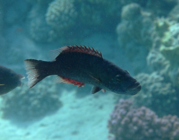 Wrasse - Cheek-lined Splendour Wrasse