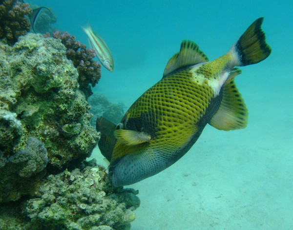 Triggerfish - Titan Triggerfish