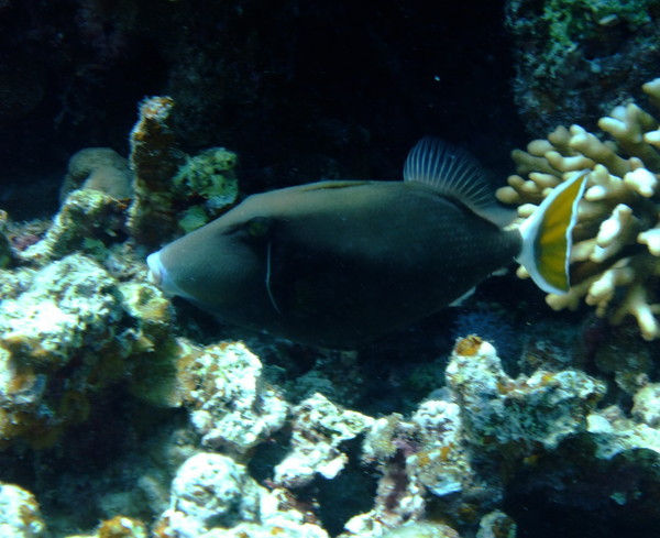 Triggerfish - Bluethroat Triggerfish