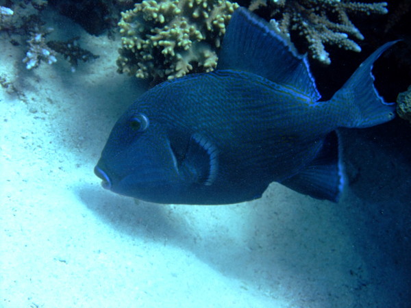 Triggerfish - Blue Triggerfish