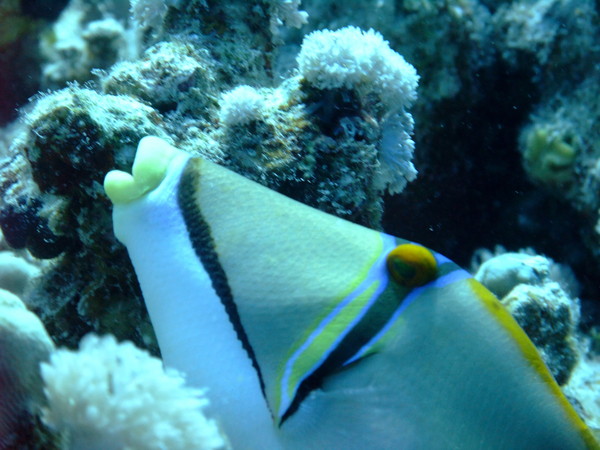 Triggerfish - Arabian Picasso Triggerfish