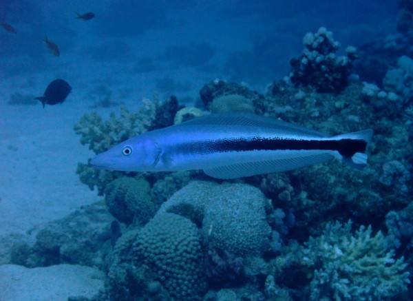 Tilefish - Blue blanquillo