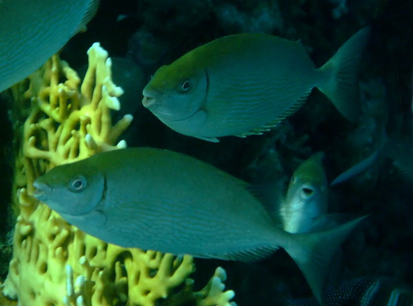 Rabbitfish - Red Sea Rabbitfish