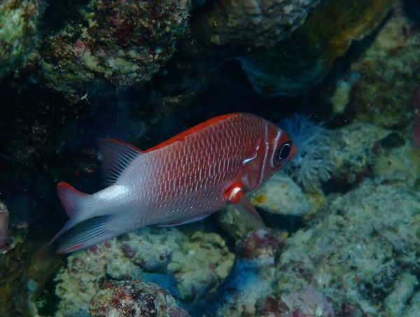 Squirrelfish - White-edged Soldierfish