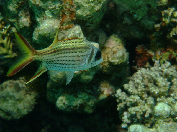 Squirrelfish - Bloodspot Squirrelfish