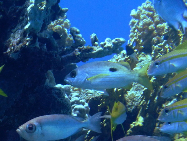 Snappers - Ehrenberg's Snapper