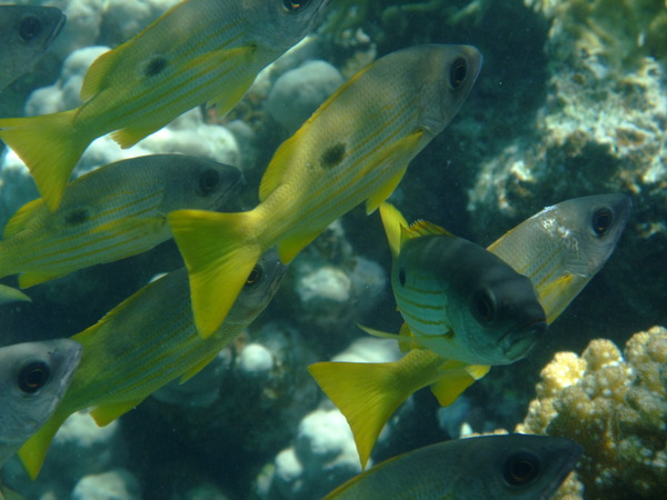 Snappers - One-spot Snapper Snappers - One-spot Snapper