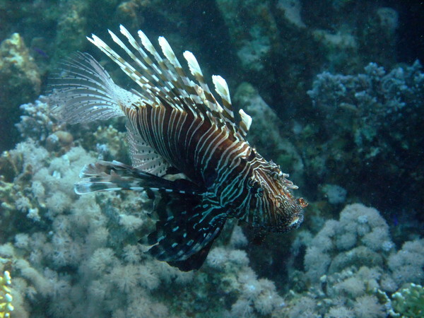 Lionfish - Lionfish