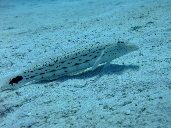 Sandperches - Speckled Sandperch Sandperches - Speckled Sandperch