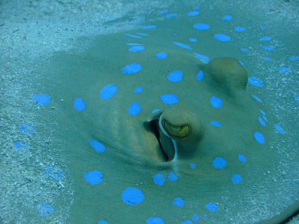 Stingrays - Blue Spotted Stingray