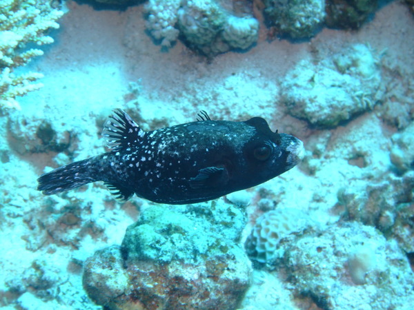 Pufferfish - Masked Puffer Pufferfish - Masked Puffer