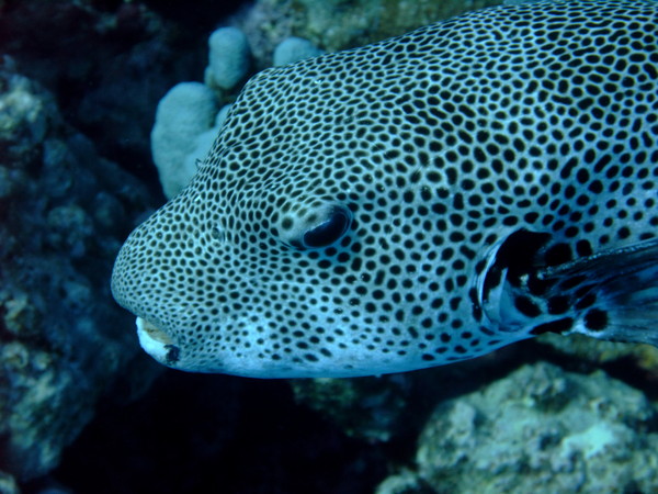 Pufferfish - Star Puffer Pufferfish - Star Puffer