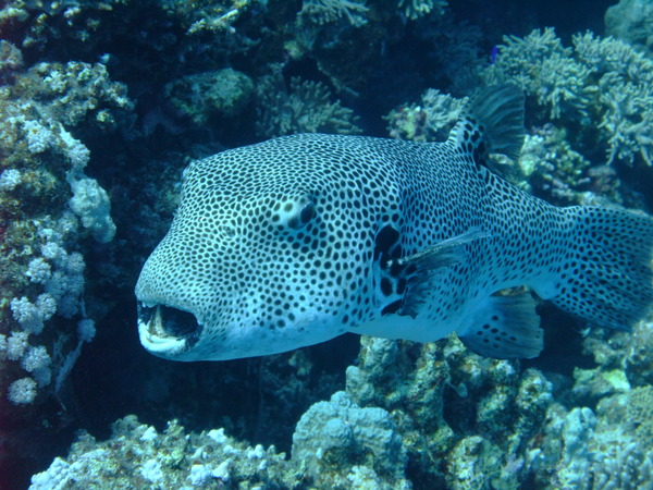 Pufferfish - Star Puffer Pufferfish - Star Puffer