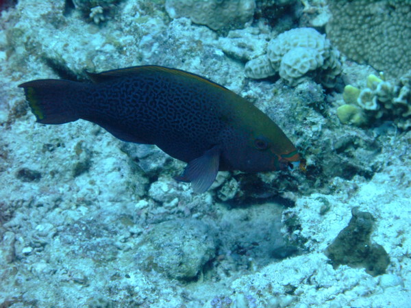 Parrotfish - Swarthy Parrotfish