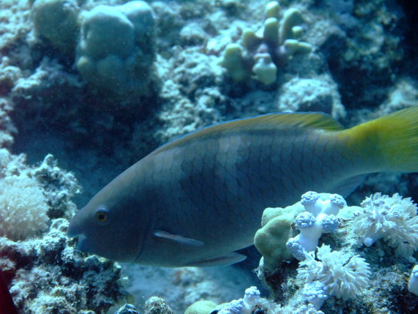 Parrotfish - Rusty Parrotfish Parrotfish - Rusty Parrotfish