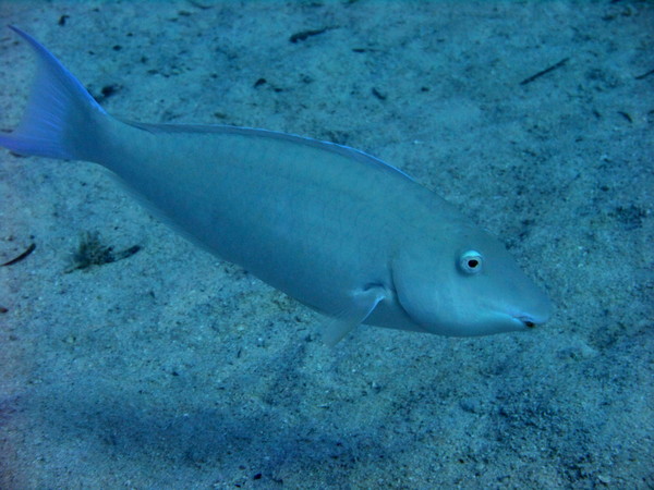 Parrotfish - Longnose Parrotfish