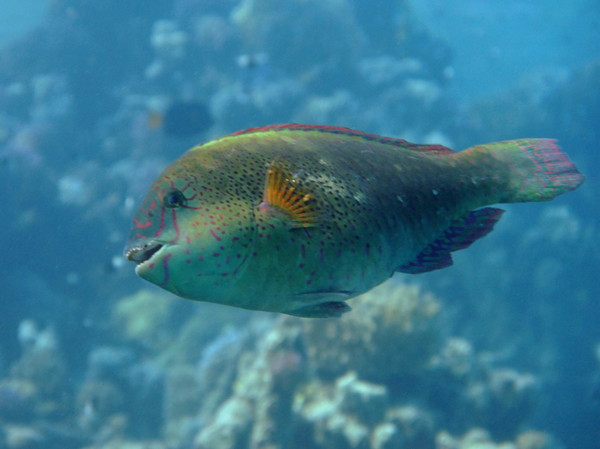 Parrotfish - Dotted Parrotfish Parrotfish - Dotted Parrotfish