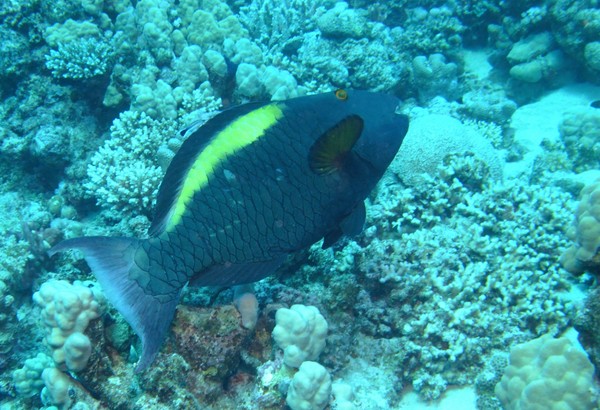 Parrotfish - Bicolour Parrotfish