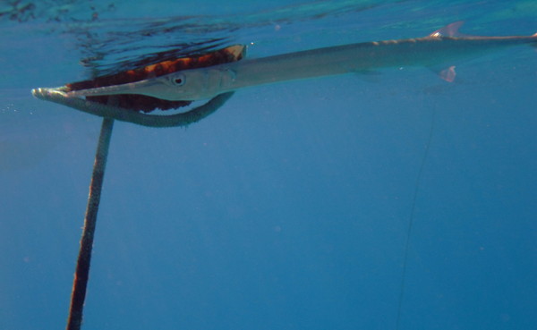 Needlefish - Red Sea Needlefish Needlefish - Red Sea Needlefish