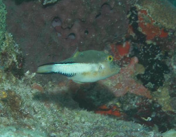 Pufferfish - Sharpnose Puffer