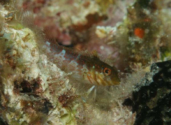 Blennies - Saddled Blenny