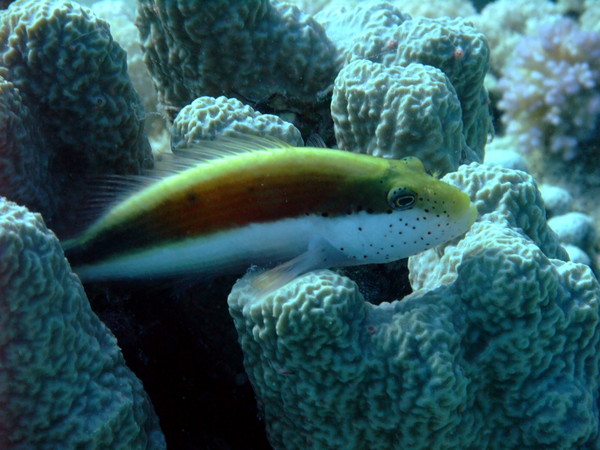 Hawkfish - Blackside Hawkfish