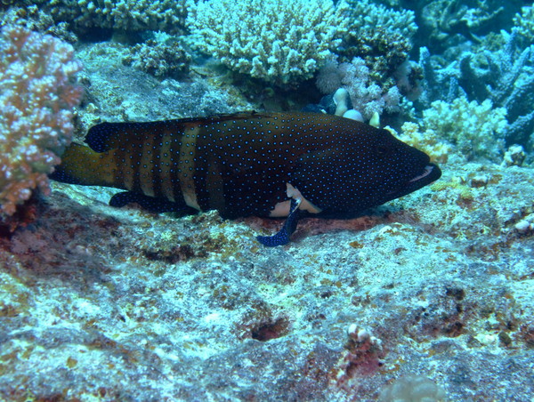 Groupers - Peacock Grouper