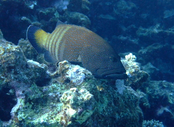 Groupers - Peacock Grouper