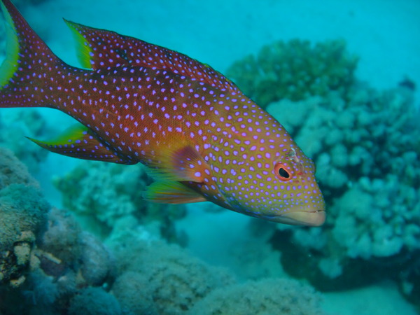 Groupers - Lunartail Grouper