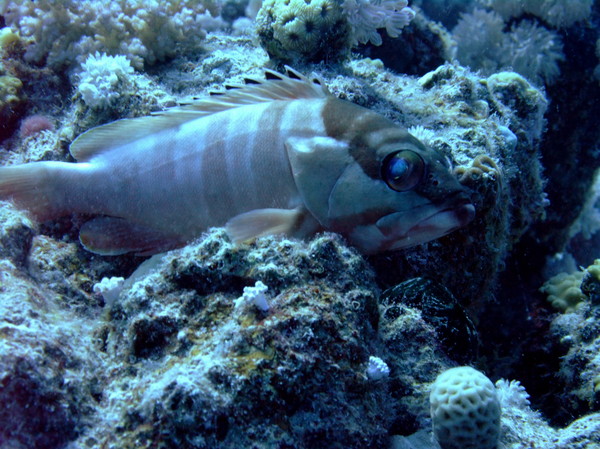 Groupers - Blacktip Grouper